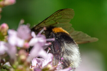 Bienen, Hummeln, Bremsen, Wespen, Fliegen, Schmetterlinge, Schwebfliegen beim fressen und bestäuben von Nutzpflanzen und anderen Blumen