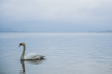 A lonely swan enjoying the tranquil waters