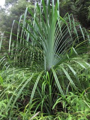 Photo of Ravenala plant in the forest