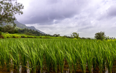 Fototapeta premium Rice paddy field on mountain slopes of Garbett plateau