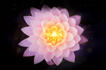 Magical water lily 