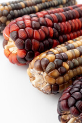 Colorful corn cobs on white ground