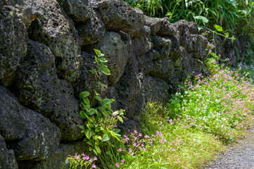 It is a traditional stone wall of Jeju Island in Korea	