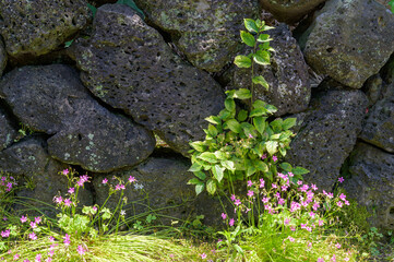 It is a traditional stone wall of Jeju Island in Korea