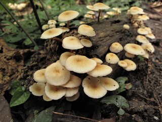 White mushroom on the wood