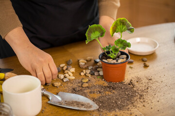 Female gardener decorates flowerpot with small stones on wooden table, growing plants flowers in home garden, young florist replanting geranium into pot, home gardening, hobby, spring, houseplant