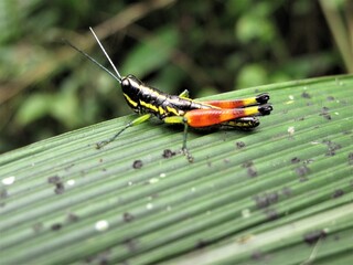 beauty rainbow grasshopper