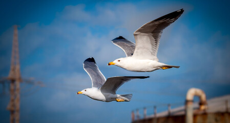 couple of seagulls valentine's day