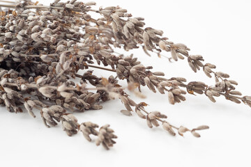 Plant leaves and seeds on white ground