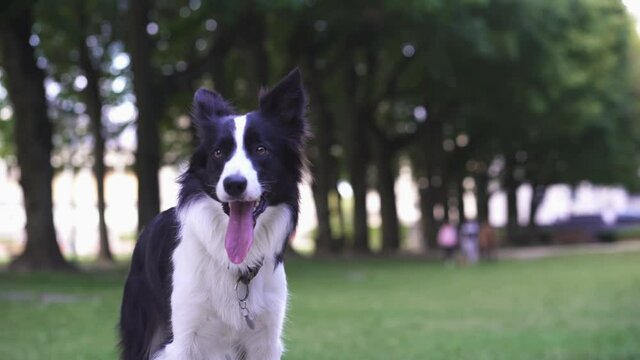 A border collie waiting, panting heavily on a warm day, after playing fetch in a public park