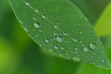 雨降り　濡れた葉