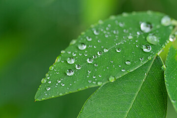 雨降り　濡れた葉