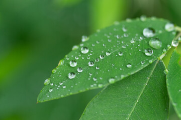 雨降り　濡れた葉