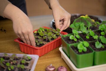 Close up female gardener growing plants in home garden, hands holds seedling starter tray with microgreens vegetables, food growing, eco organic products, sustainable zero-cost gardening concept
