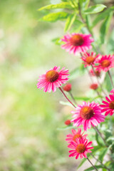 Obraz premium Pink blühender Purpursonnenhut / Echinacea im Sommer