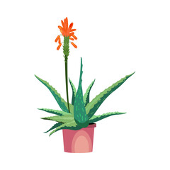 Aloe flower illustration. Plant, cactus, flora. Nature concept. illustration can be used for topics like beauty, cosmetics, body care