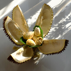 Funny idea concept, food flower pot from durian fruit blooming in morning sunlight