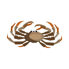 Brown crab illustration. Mollusc, ocean, seafood. Nature concept. illustration can be used for topics like sea animals, restaurant, eating