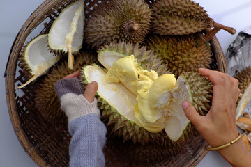 human hand with knife split Durian fruit tropical fruits from agriculture product at Vietnam