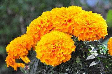 yellow marigolds in the garden