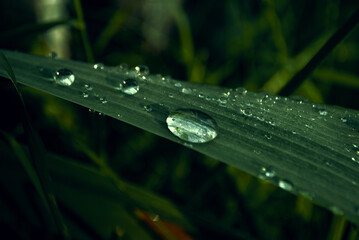 Grass after rain
