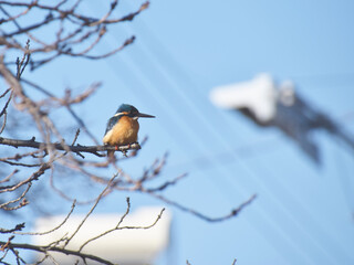 a common kingfisher living in urban town / 街中に暮らすカワセミ