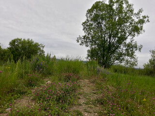 Obraz premium tree in the field