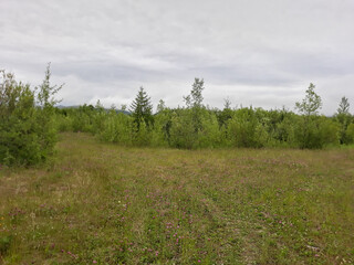 Obraz premium field of grass