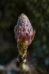 Close up view of young sprout with a bud on a tree trunk. Macro photography.