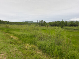 Fototapeta na wymiar landscape with grass