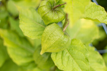 Blasenkirsche / Lampionblume vor der Blüte