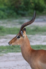 Naklejka premium Large groups of Impalas in Chobe National Park in Botswana, Africa