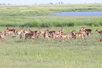 Naklejka na ściany i meble Large groups of Impalas in Chobe National Park in Botswana, Africa