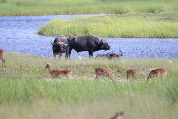 Large groups of Impalas in Chobe National Park in Botswana, Africa