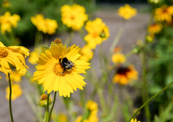 Bright yellow cosmos flower with a bumblebee