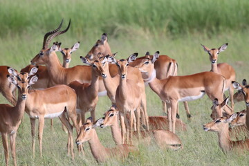 Large groups of Impalas in Chobe National Park in Botswana, Africa