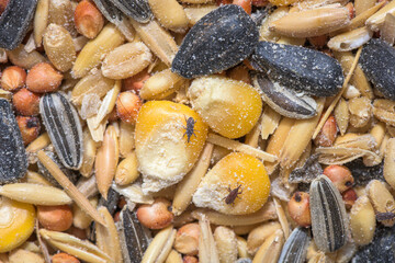 Food destroyed by weevils