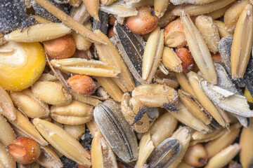 Weevil infestation in bird seed