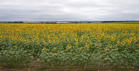Fototapeta premium blooming sunflower field, sunflower field