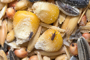 Weevils found in food product