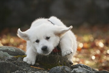 Golden Retriever Welpe mit rotem Geschirr