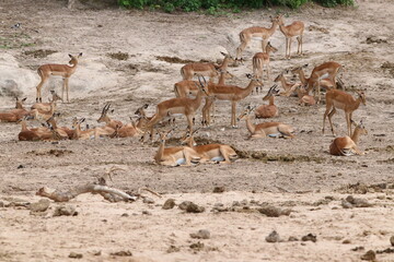 Large groups of Impalas in Chobe National Park in Botswana, Africa
