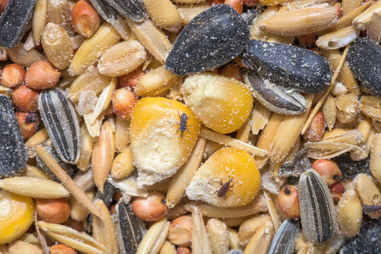 Food destroyed by weevils