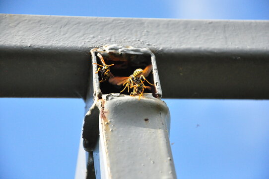 wasps guard the hive