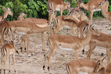 Large groups of Impalas in Chobe National Park in Botswana, Africa