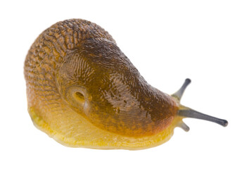 Slug isolated on white background