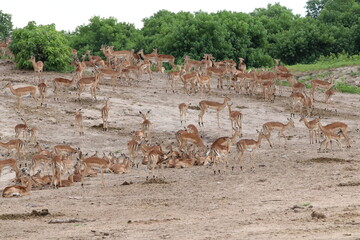 Large groups of Impalas in Chobe National Park in Botswana, Africa