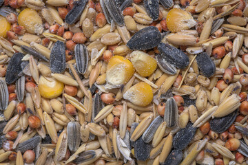 Close up of weevils in agriculture product