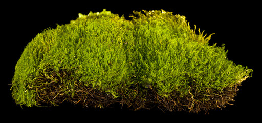 Green moss isolated on black background