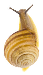Snail isolated on white background
